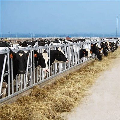 Kostenlose Ställe für Milchkühe