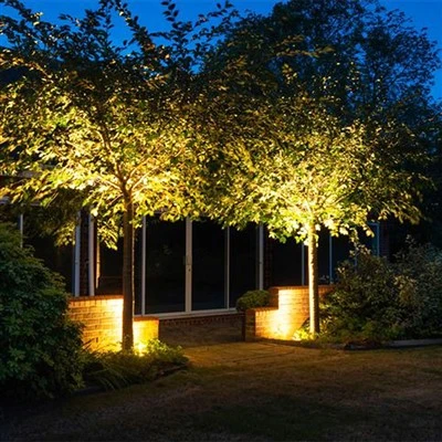 Baumlicht